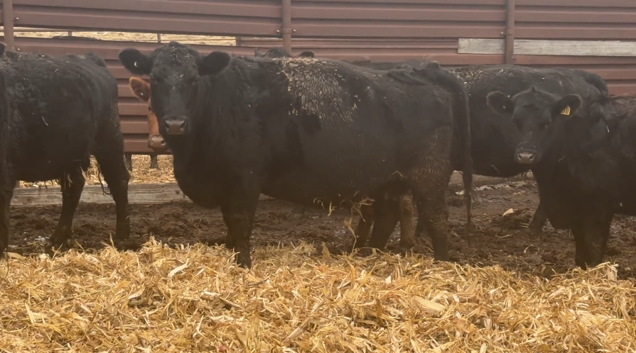 Mostly home-raised – (6-10) year-olds, calving March 27 for 90 days!-BC114B6
